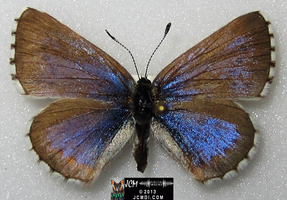 Glaucopsyche piasus (Arrowhead Blue Butterfly)